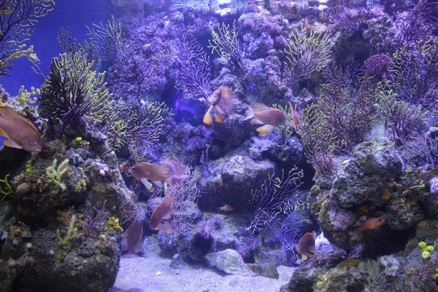 Peces