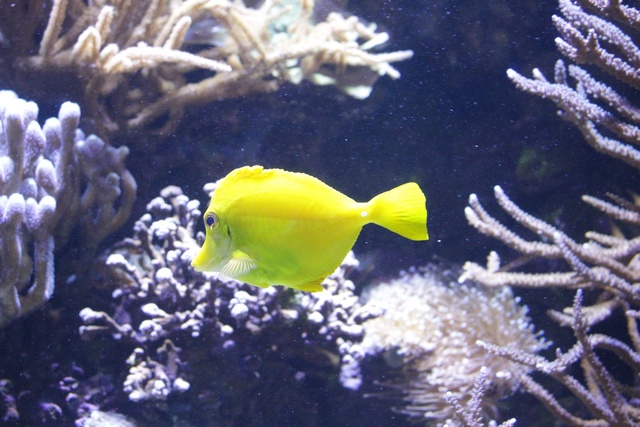 PezAmarillo
